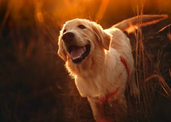 How to help dogs overcome their fear of strangers?