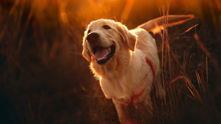 How to help dogs overcome their fear of strangers?