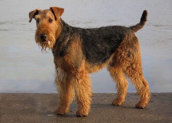 How to hand strip an airedale terrier