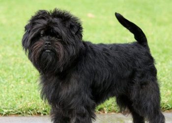 How do you take care of affenpinscher