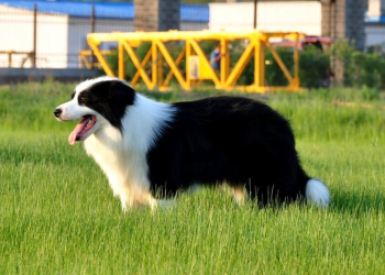 The World’s Top 10 Most Loyal Dogs