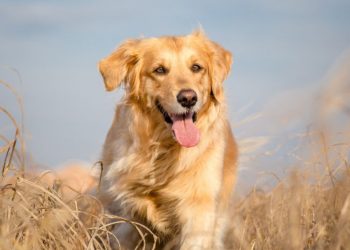 The Ultimate Guide to Brushing Golden Retriever