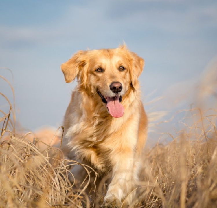 The Ultimate Guide to Brushing Golden Retriever
