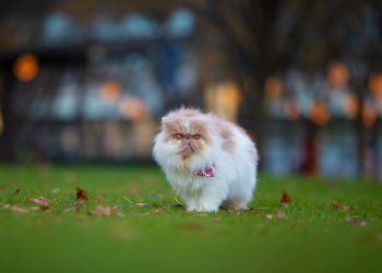The Art of Show-Ready Grooming for Persian Cats