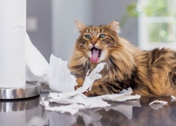 Why do cats eat paper? 