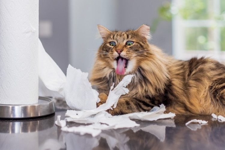 Why do cats eat paper? 