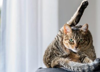 Comprehensive Guide to Recognizing and Treating Allergies in Cats