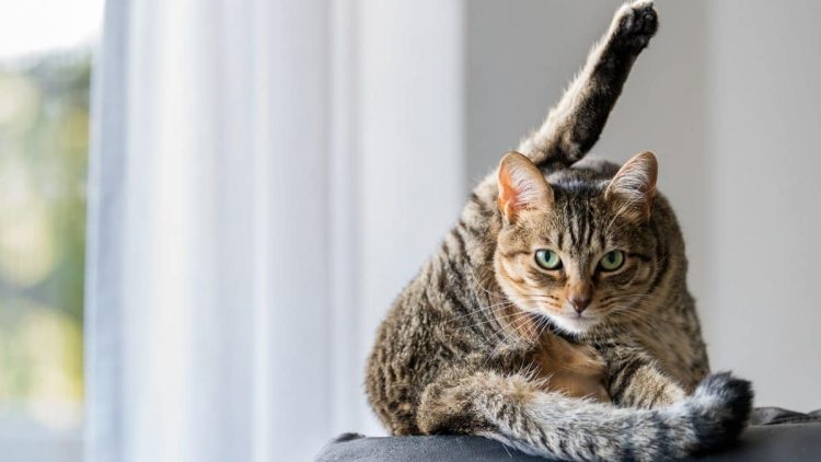 Comprehensive Guide to Recognizing and Treating Allergies in Cats