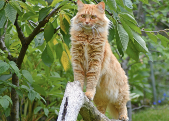 What about a cat that is an African lion?