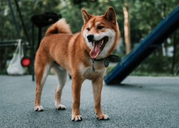 How to train Akita dogs