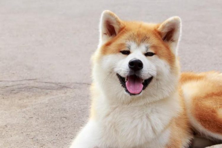 How big can Akitas get?