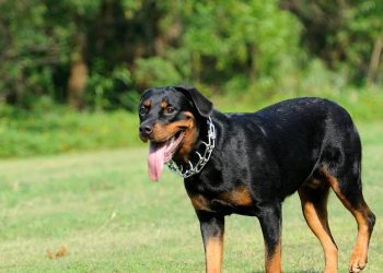 How to train a Rottweiler dog