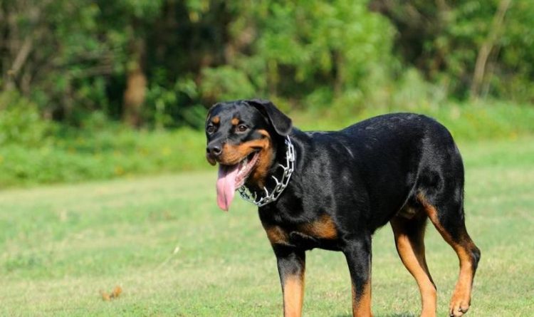 How to train a Rottweiler dog