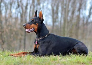 Help you train an adult Doberman