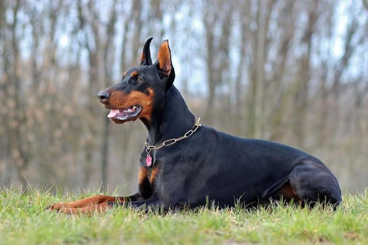 Help you train an adult Doberman