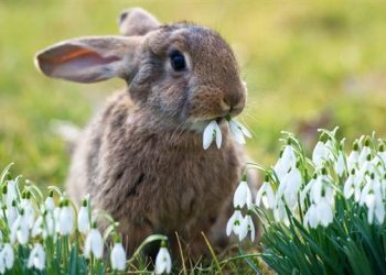 A comprehensive dietary guide for wild rabbits