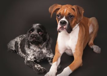 How to train a dog to hunt?