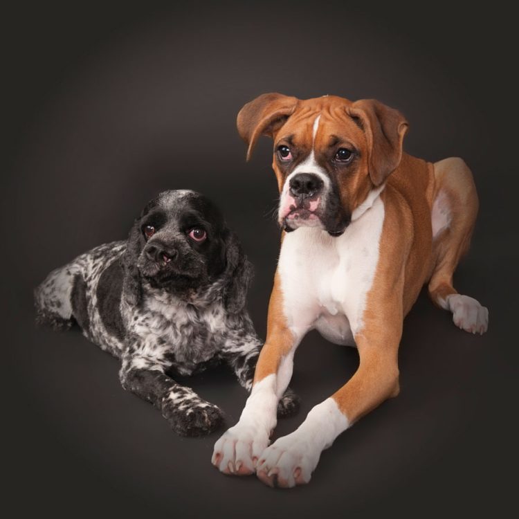 How to train a dog to hunt?