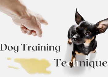 Calm Amid Chaos: A Compassionate Guide to Aiding an Injured Dog
