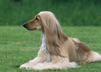 How to cultivate Afghan hunting dogs?