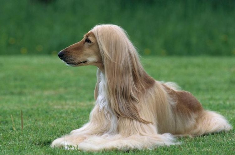 How to cultivate Afghan hunting dogs?