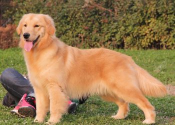 The top 10 easiest dog breeds to train