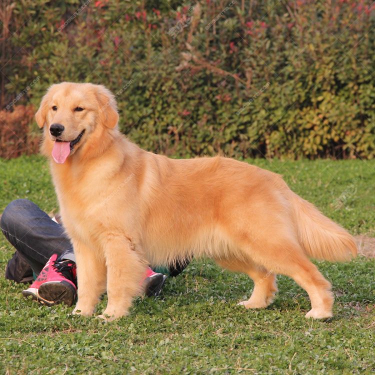 The top 10 easiest dog breeds to train