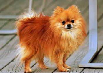 Tips for organizing methods for Pomerania
