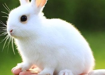 When can I feed my rabbit?