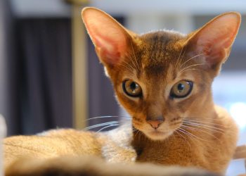 Training Abyssinian Cats: Tips and Techniques for Success