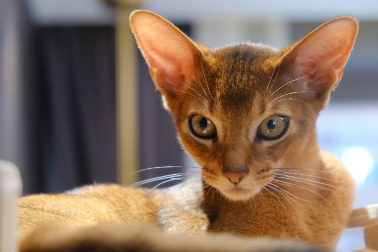 Training Abyssinian Cats: Tips and Techniques for Success