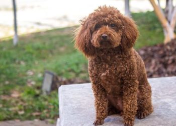 Why are Teddy dogs getting uglier?