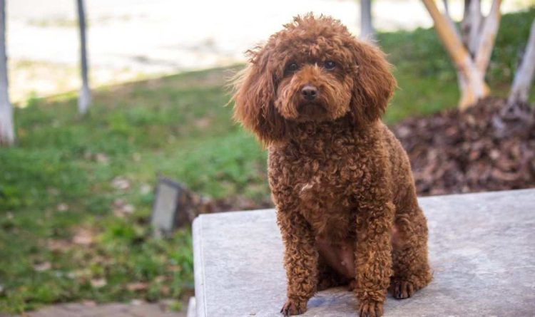 Why are Teddy dogs getting uglier?