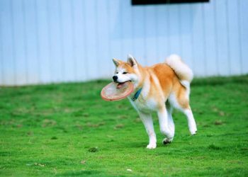 How to train Akita dogs?