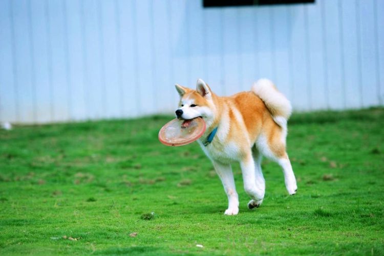 How to train Akita dogs?