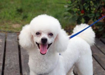 How to groom a Poodle