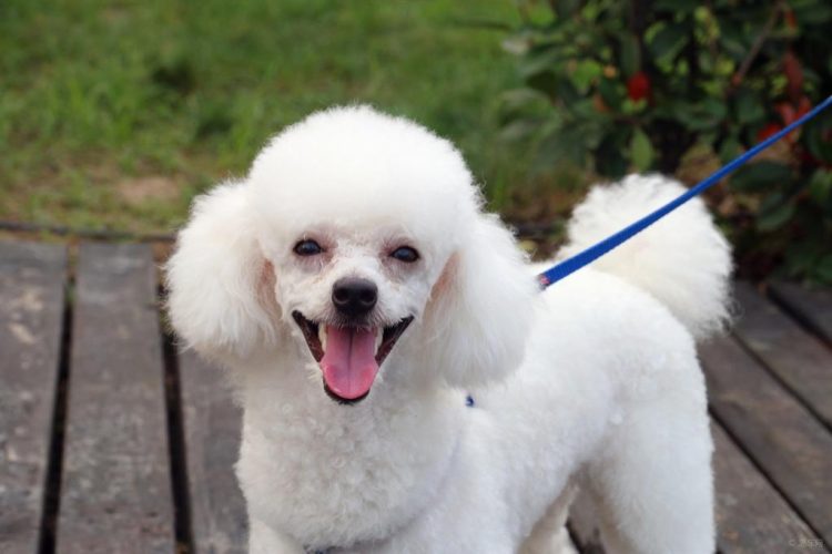 How to groom a Poodle