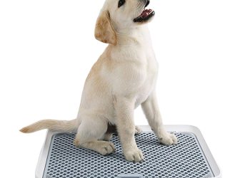 Dog Potty Training Cheating Pay Attention To Hygiene