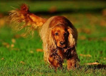 How often should you wash your Cocker Spaniel