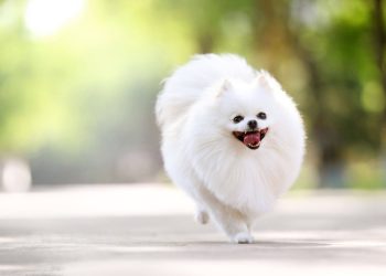 How to cut a teddy bear on a pomeranian