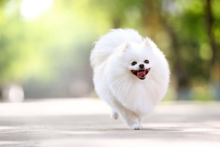How to cut a teddy bear on a pomeranian