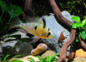 Which fish species are compatible tank mates for ram cichlids?