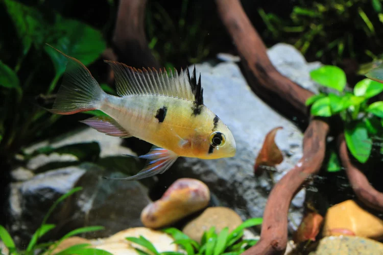Which fish species are compatible tank mates for ram cichlids?