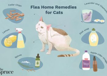 Combatting Fleas: Natural Solutions for Your Cat’s Itch