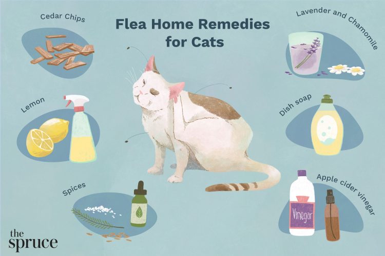 Combatting Fleas: Natural Solutions for Your Cat’s Itch