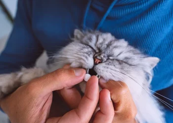 Mastering the Art of Medicating Your Cat: Tips for Stress-Free Administration