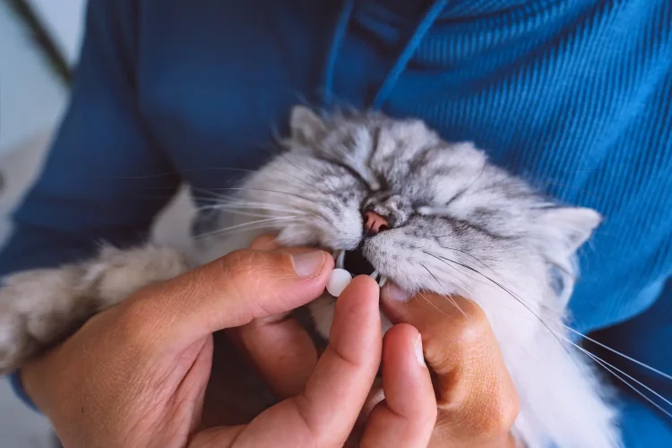 Mastering the Art of Medicating Your Cat: Tips for Stress-Free Administration