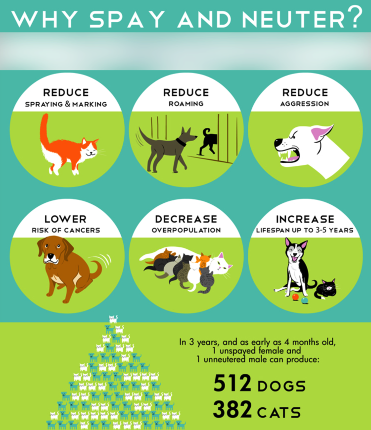 Managing Cat Health: The Benefits of Spaying and Neutering