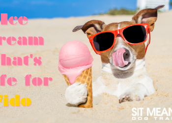 A Cool Delight with a Dash of Caution: Can Dogs Safely Indulge in Ice Cream?