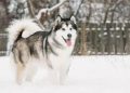 Are Alaskan Malamutes easy to keep?